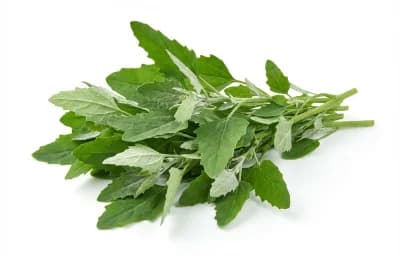 chenopodium