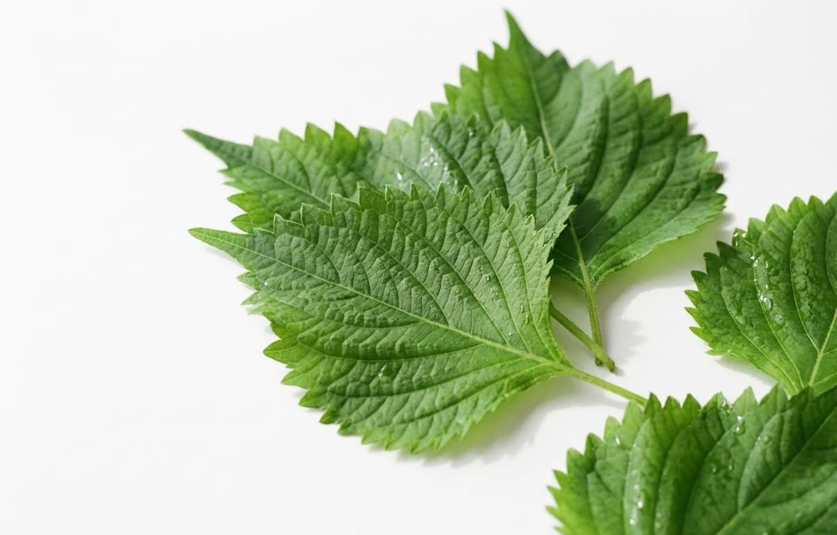 shiso leaves