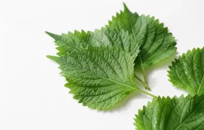shiso leaves