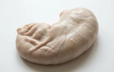 pork stomach