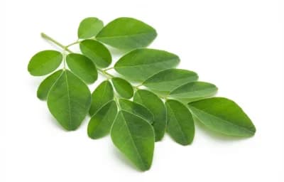 moringa leaves
