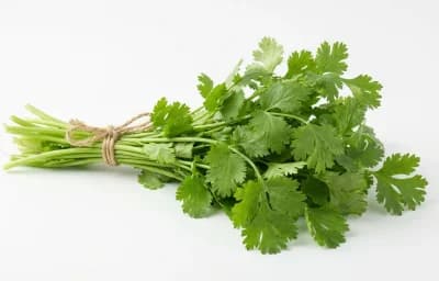 fresh cilantro