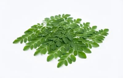 moringa
