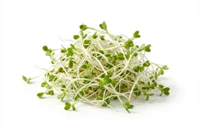 alfalfa sprouts