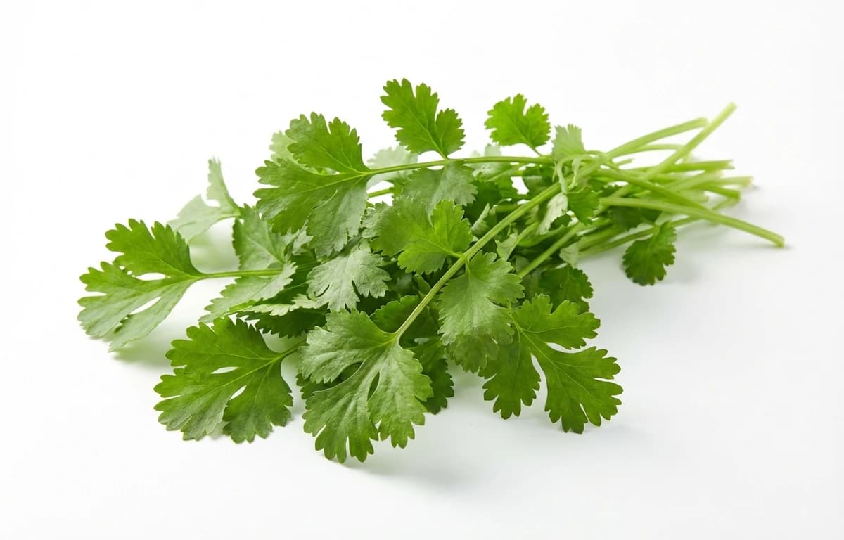 coriander leaves