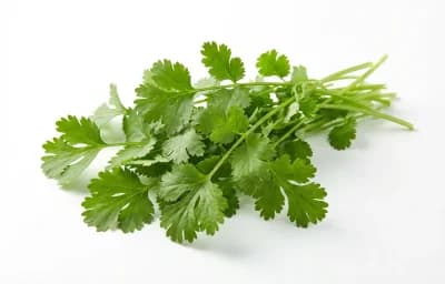 coriander leaves