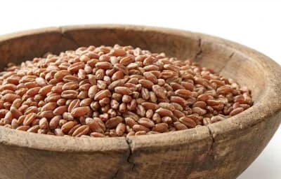 soft red winter wheat