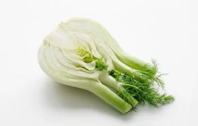 raw fennel bulb