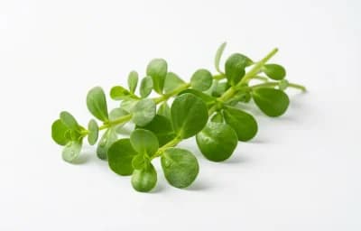 Brahmi Leaves