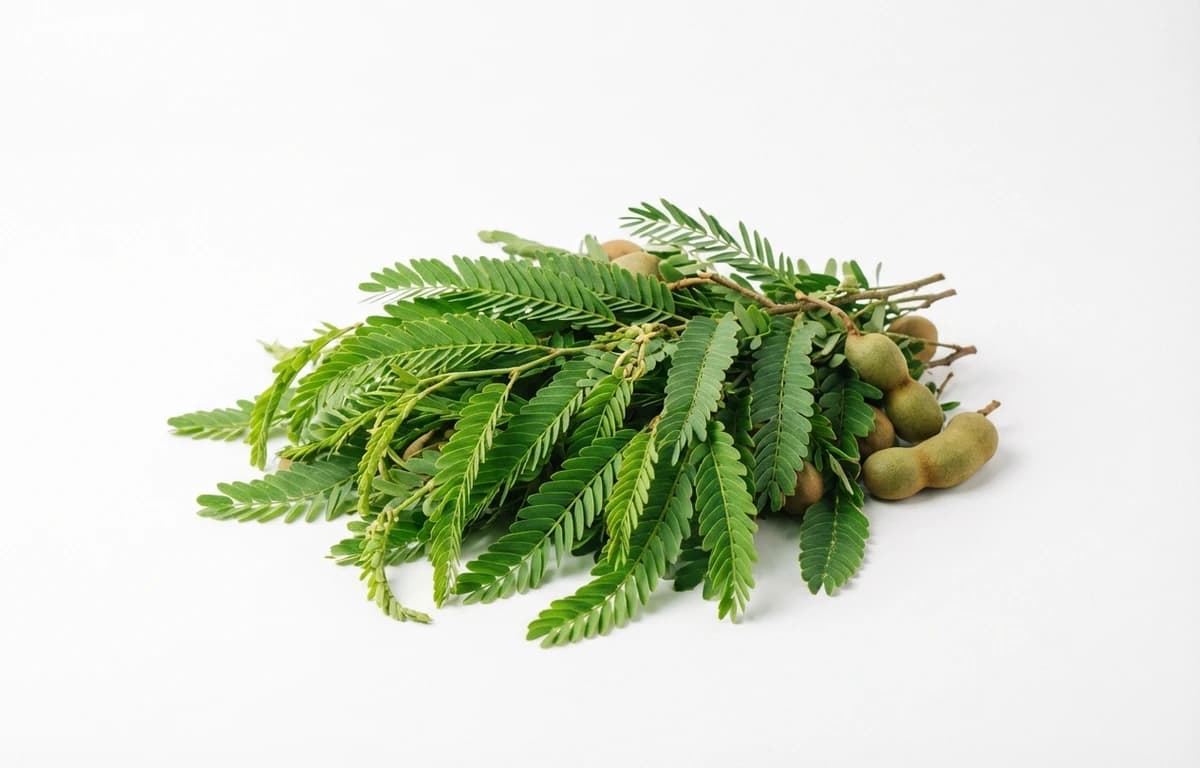 tender tamarind leaves
