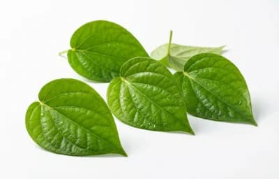 small betel leaves
