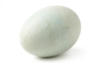 raw duck egg
