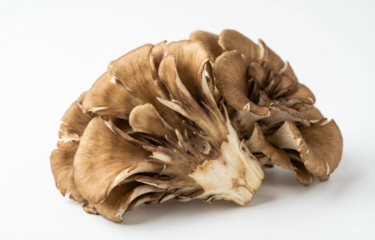 maitake mushroom