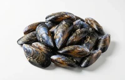 raw blue mussel