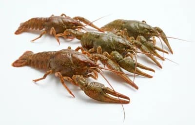 live crawfish