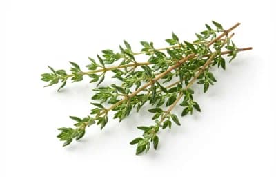 thyme