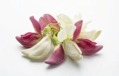 raw sesbania flower