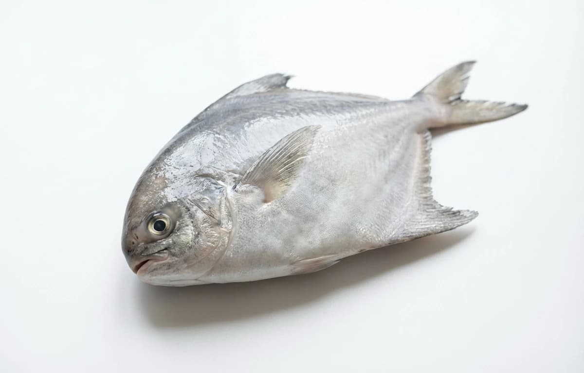 snub nose pomfret