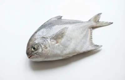 snub nose pomfret