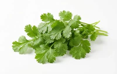 coriander leaf