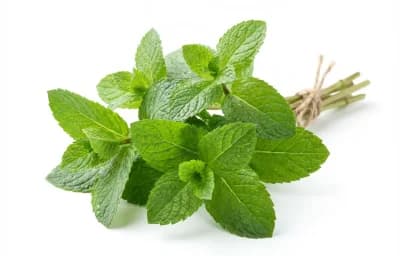 fresh mint