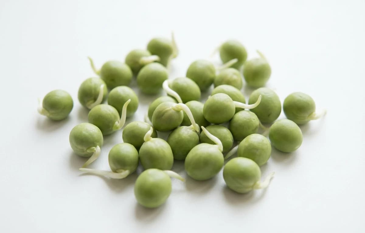 raw sprouted peas