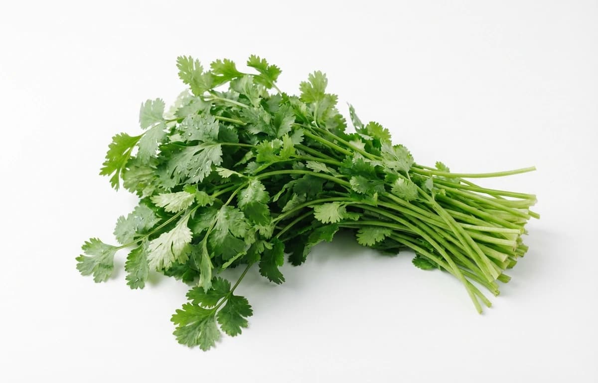 cilantro
