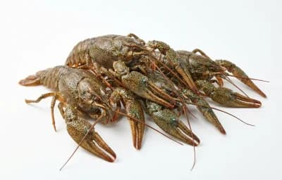 raw farmed crayfish