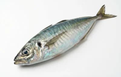 raw pacific jack mackerel