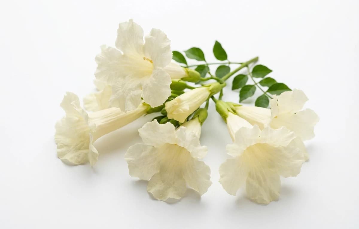 indian trumpet flower