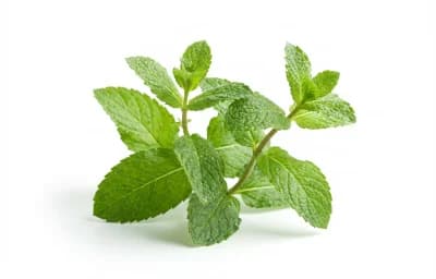 Mint Sprig