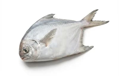 pomfret