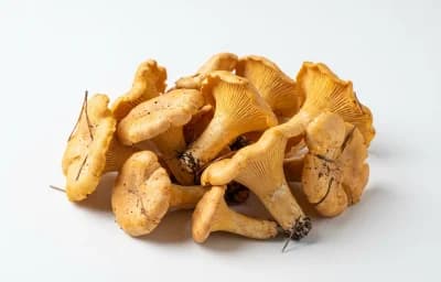 raw chanterelle mushroom