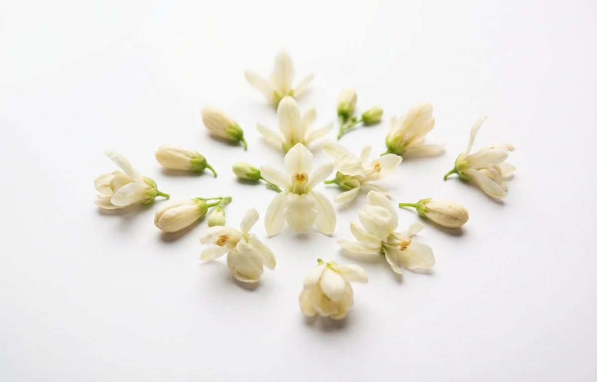 moringa flowers