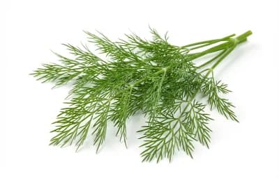 dill