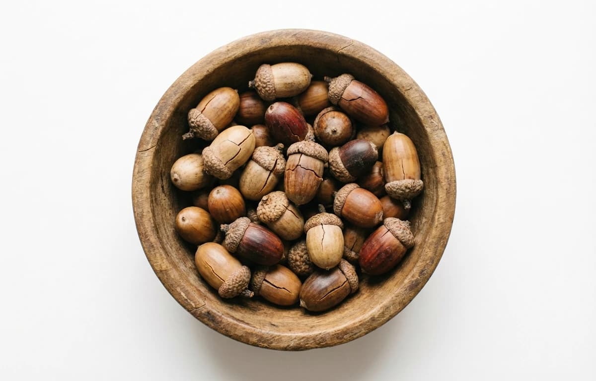 dried acorn