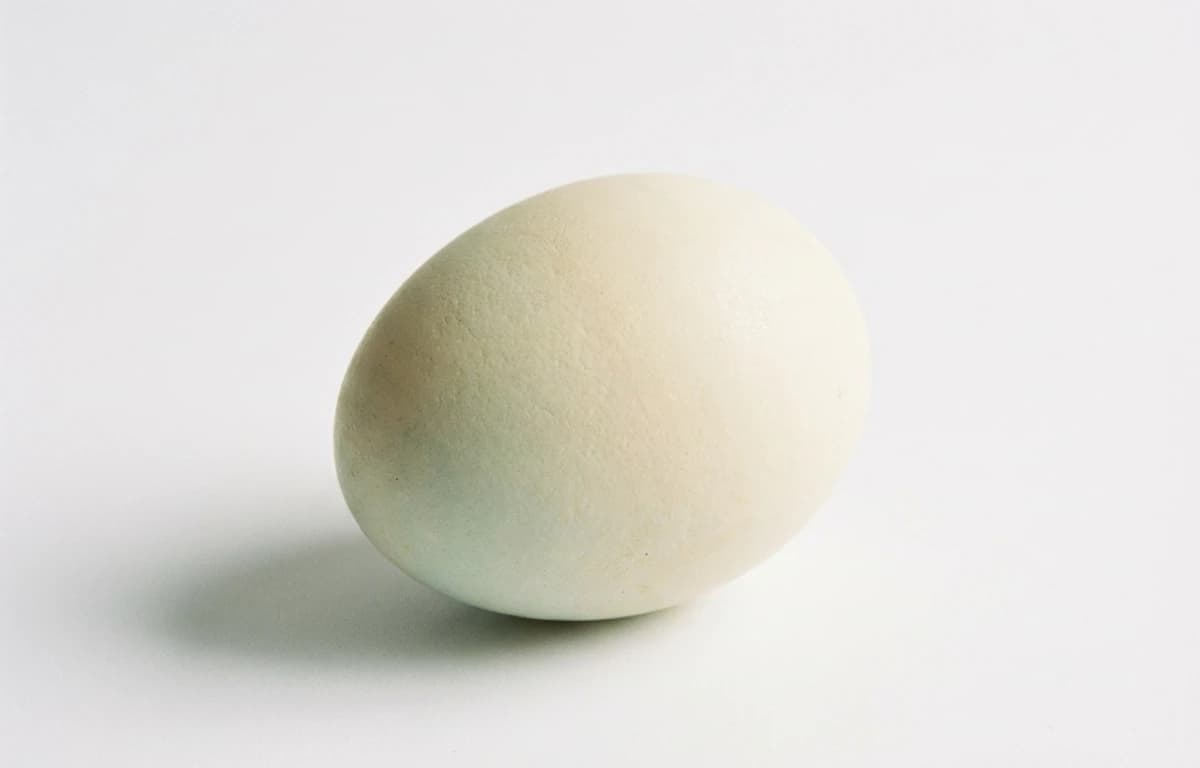 raw whole duck egg