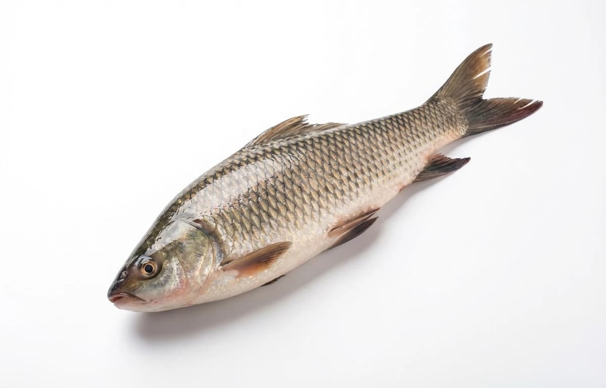 rohu carp fish