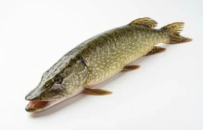 raw pike