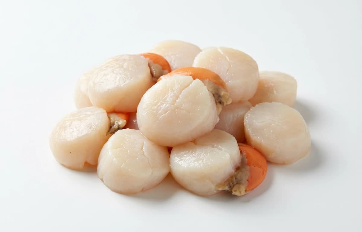 large sea scallops