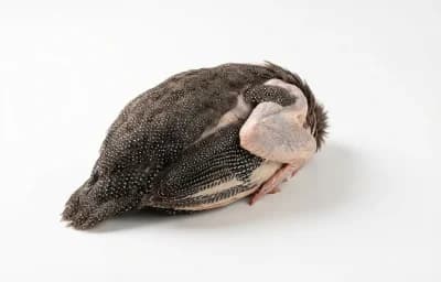 raw guinea hen