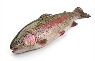 raw farmed rainbow trout