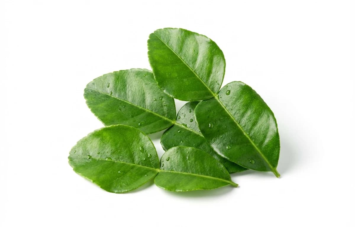 kaffir lime leaves