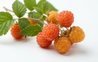 raw salmonberry