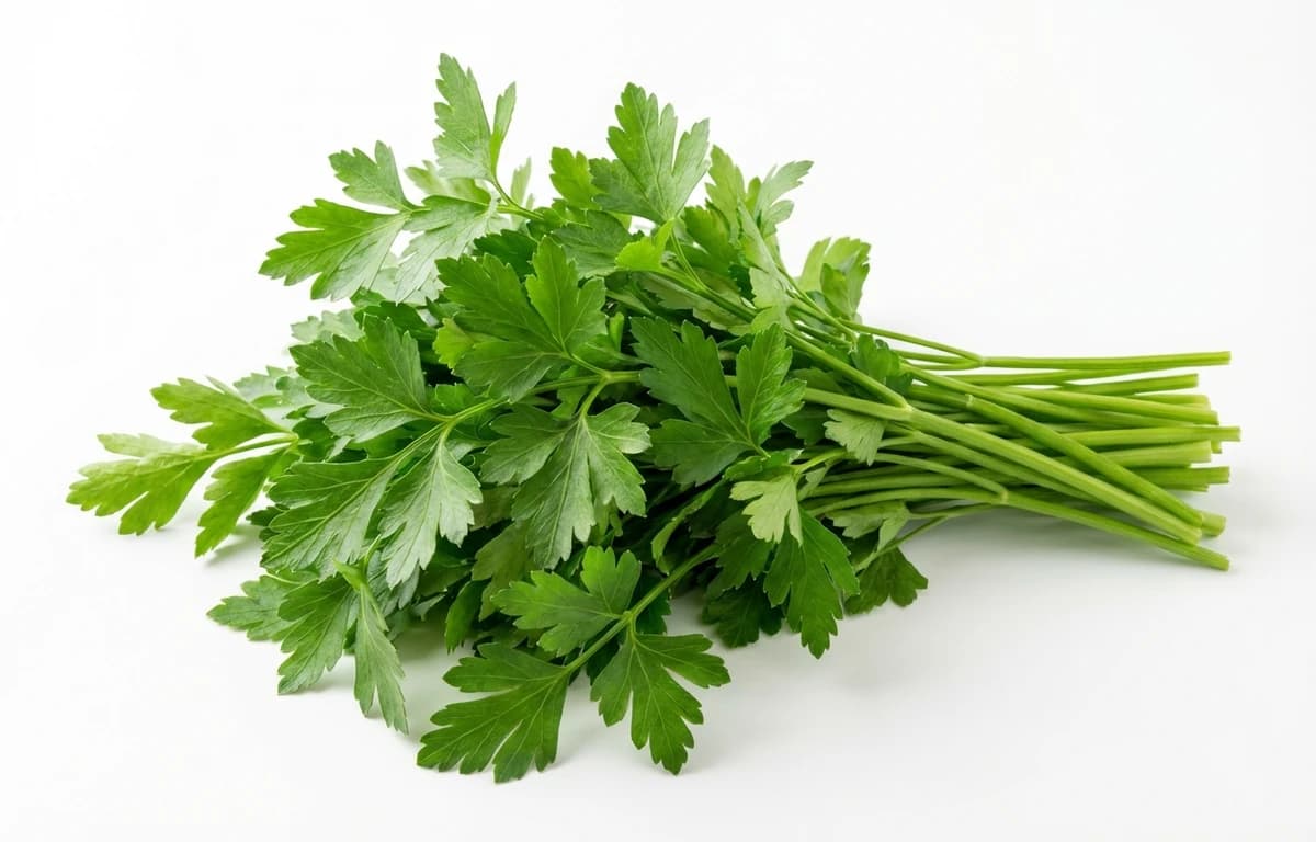Italian Parsley