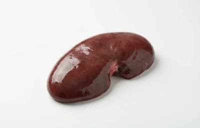 sea lion kidney