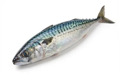 mackerel
