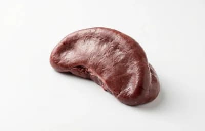 sheep spleen