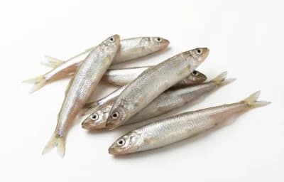 small freshwater fish