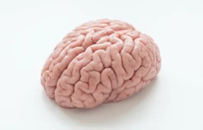 raw veal brain